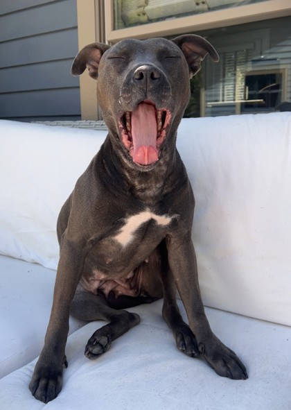 STACY - Pit Bull Terrier / Mix available for adoption