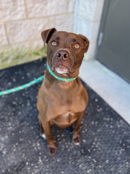HELION - American Pit Bull Terrier / Mix available for adoption