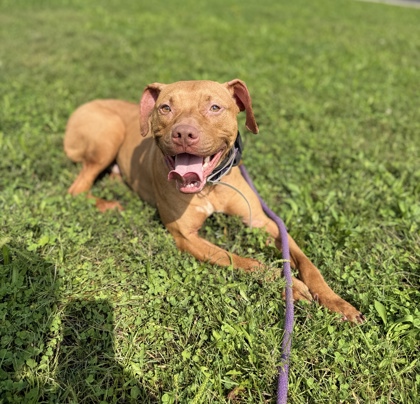 BRANDO - Pit Bull Terrier / Mix available for adoption