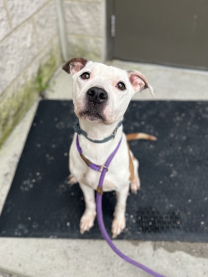 BROOKE - Pit Bull Terrier / Mix available for adoption