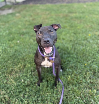 CRASHOUT - American Pit Bull Terrier / Mix available for adoption