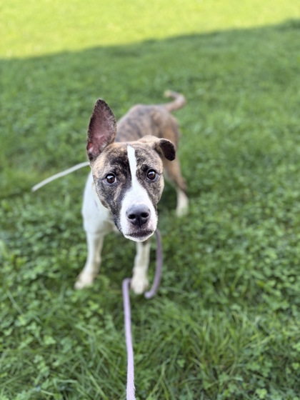 VERA - American Pit Bull Terrier / Mix available for adoption