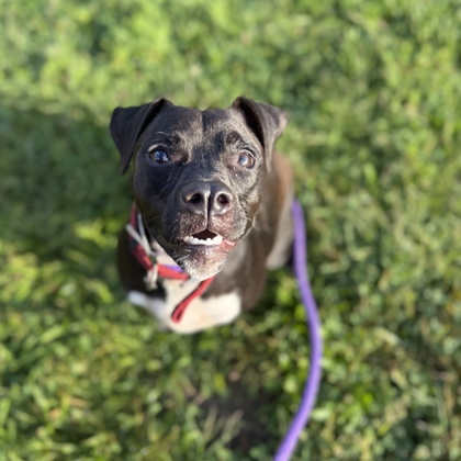 LACY RAY - Mixed Breed, Medium (up to 44 lbs fully grown) / Mix for adoption in Columbus