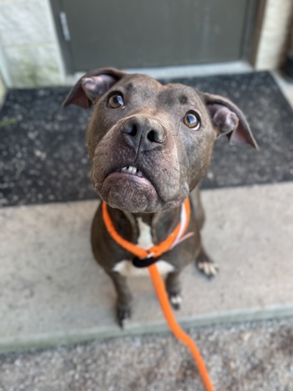 ELOISE - Pit Bull Terrier / Mix available for adoption