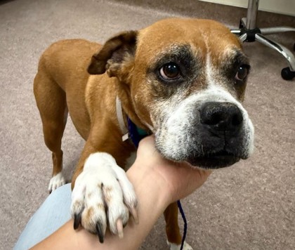 EVELYN - FOTS - Boxer / Mix available for adoption