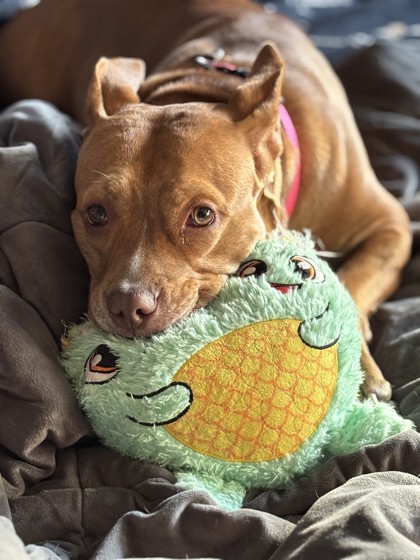 NALA - Pit Bull Terrier / Mix available for adoption