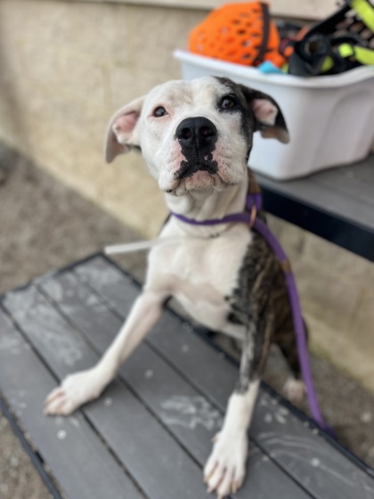 RYLEE - Pit Bull Terrier / Mix available for adoption