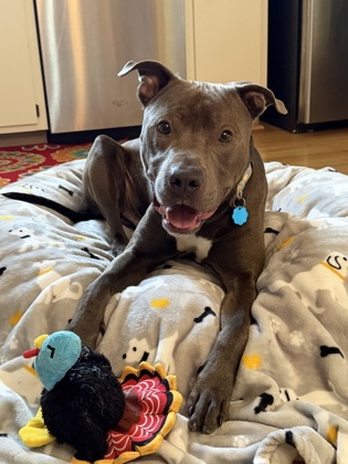 BARNEY - Pit Bull Terrier / Mix available for adoption