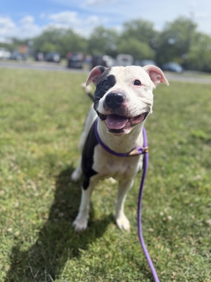 DARLA - American Pit Bull Terrier / Mix available for adoption