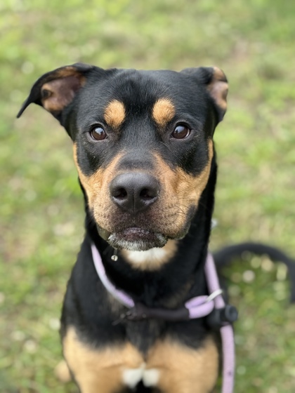 DUDLEY - Rottweiler / Mix available for adoption