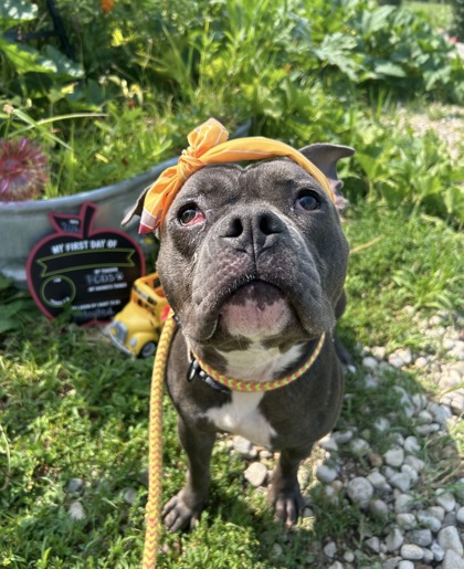 CHERRY - Pit Bull Terrier / Mix available for adoption