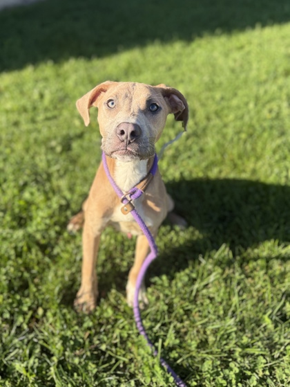FROG - American Pit Bull Terrier / Mix available for adoption