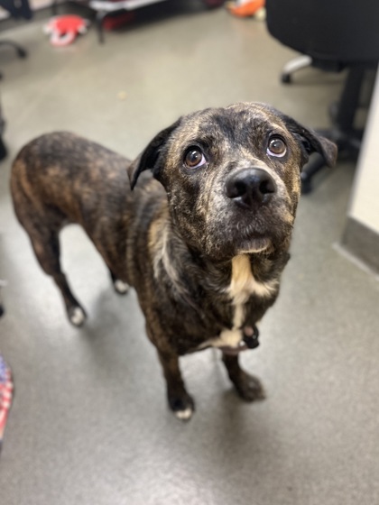 DUFFY - Mixed Breed, Large (over 44 lbs fully grown) / Mix available for adoption