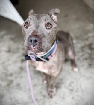 BANKSY - American Staffordshire Terrier / Mix available for adoption