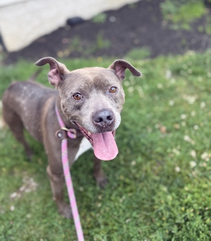 OHANA - American Pit Bull Terrier / Mix available for adoption