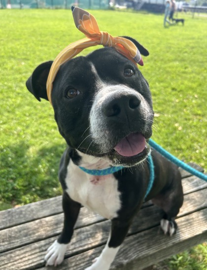 MIRAGE - American Pit Bull Terrier / Mix available for adoption