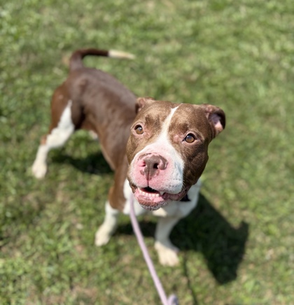 WHITNEY - American Pit Bull Terrier / Mix available for adoption