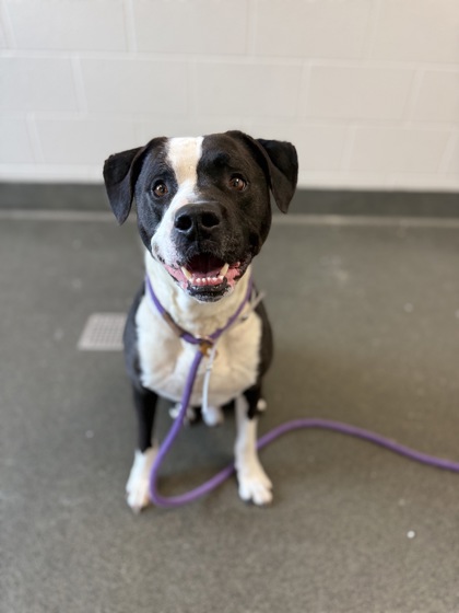 GOOFY - American Pit Bull Terrier / Mix available for adoption