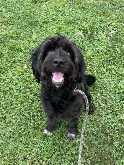 DRACULA - Standard Poodle / Mix available for adoption