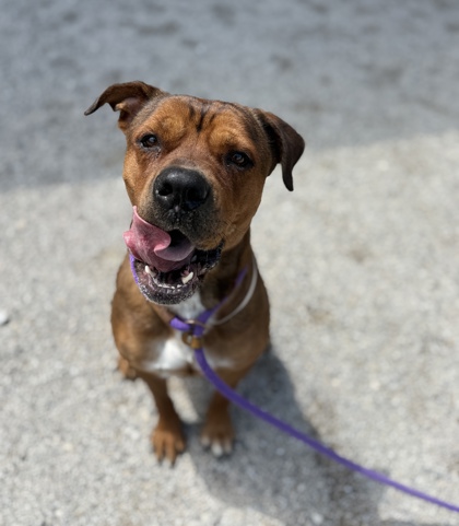 CHARLEE - Mixed Breed, Large (over 44 lbs fully grown) / Mix available for adoption