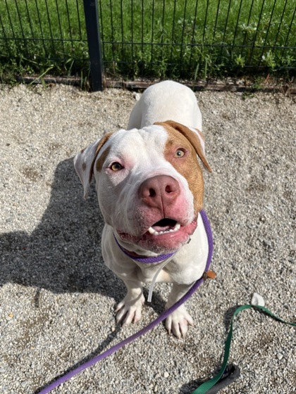 HERBIE - Pit Bull Terrier / Mix for adoption in Columbus