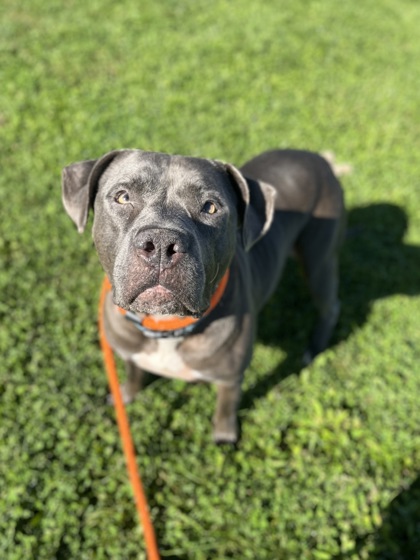 DIESEL - Pit Bull Terrier / Mix available for adoption