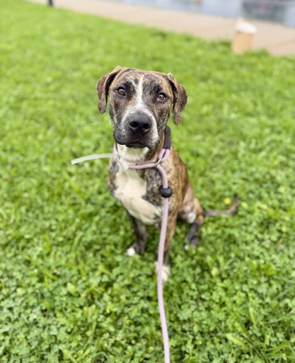 ERNEST - Mixed Breed, Large (over 44 lbs fully grown) / Mix available for adoption