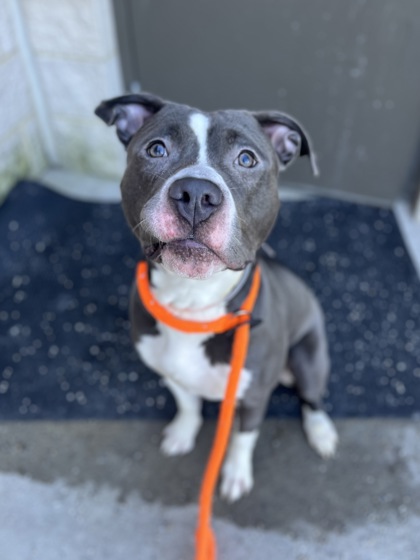 KANE - Pit Bull Terrier / Mix available for adoption