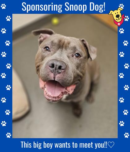SNOOP DOG - American Pit Bull Terrier / Mix available for adoption