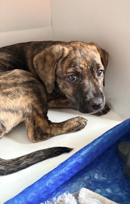 BROWNIE/PRINCESS - Mixed Breed, Medium (up to 44 lbs fully grown) / Mix available for adoption