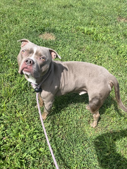 OTIS - Pit Bull Terrier / Mix available for adoption
