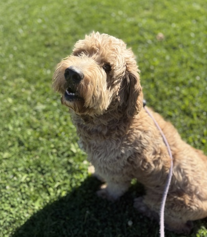FLOYD - Standard Poodle / Golden Retriever available for adoption