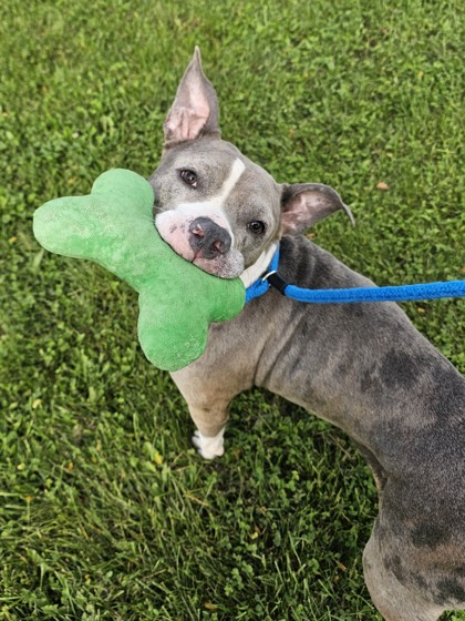 CHEYENNE - American Pit Bull Terrier / Mix available for adoption
