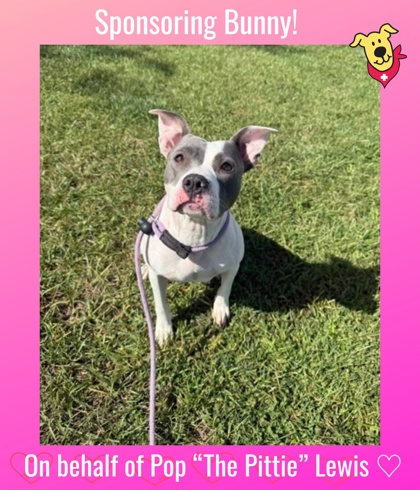 BUNNY - Pit Bull Terrier / Mix available for adoption