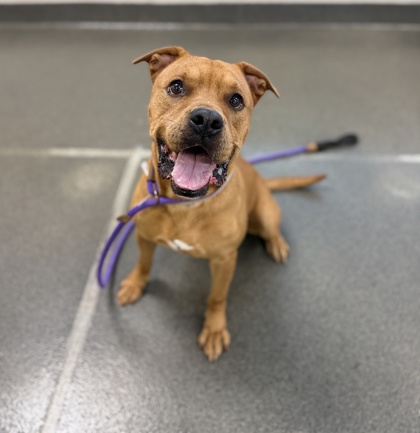 HOLDEN - Mixed Breed, Large (over 44 lbs fully grown) / Mix available for adoption