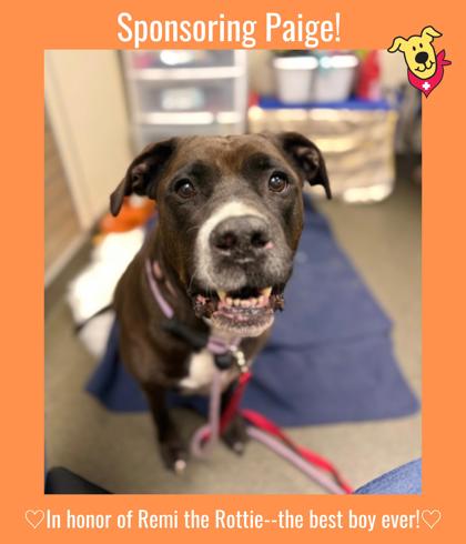 PAIGE - American Pit Bull Terrier / Mastiff available for adoption