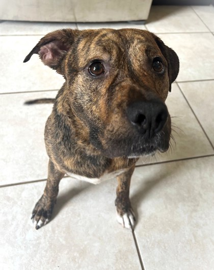 MAUI - Pit Bull Terrier / Mix available for adoption