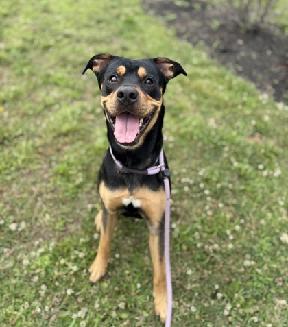 DUDLEY - Rottweiler / Mix available for adoption