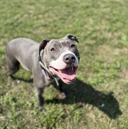 PIPER - American Pit Bull Terrier / Mix available for adoption