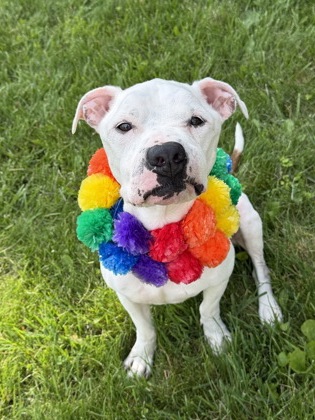NATE - American Pit Bull Terrier / Mix available for adoption