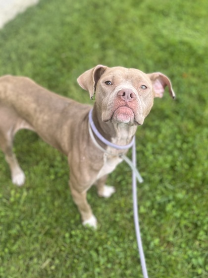 FAITH - American Pit Bull Terrier / Mix available for adoption