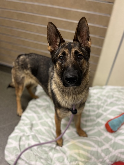 CHIEF - German Shepherd available for adoption