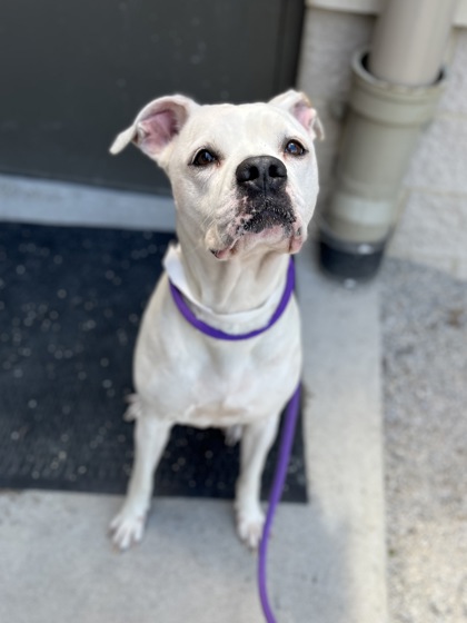ROSE - American Bulldog / Mix available for adoption