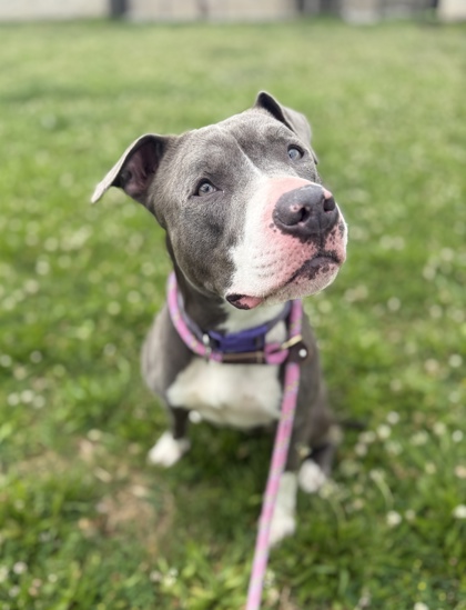 ARIES - American Pit Bull Terrier / Mix available for adoption