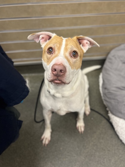 BABY - Pit Bull Terrier / Mix available for adoption