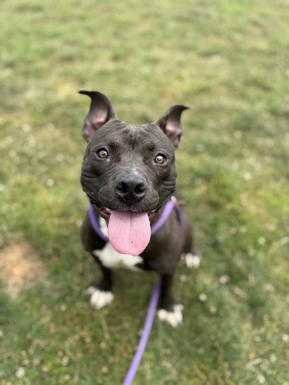 LOGAN - Pit Bull Terrier / Mix for adoption in Columbus