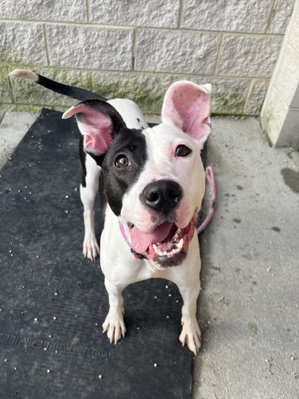 MAYA - Pit Bull Terrier / Mix available for adoption