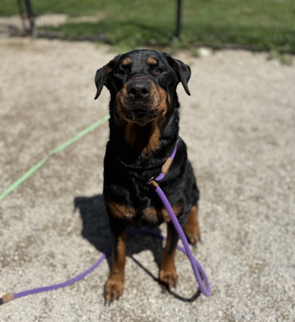 DUCHESS - Rottweiler available for adoption