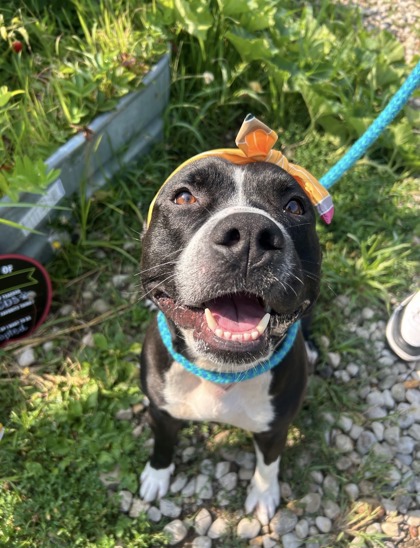 MIRAGE - American Pit Bull Terrier / Mix available for adoption