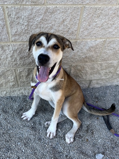 CLAY - Mixed Breed, Large (over 44 lbs fully grown) / Mix available for adoption
